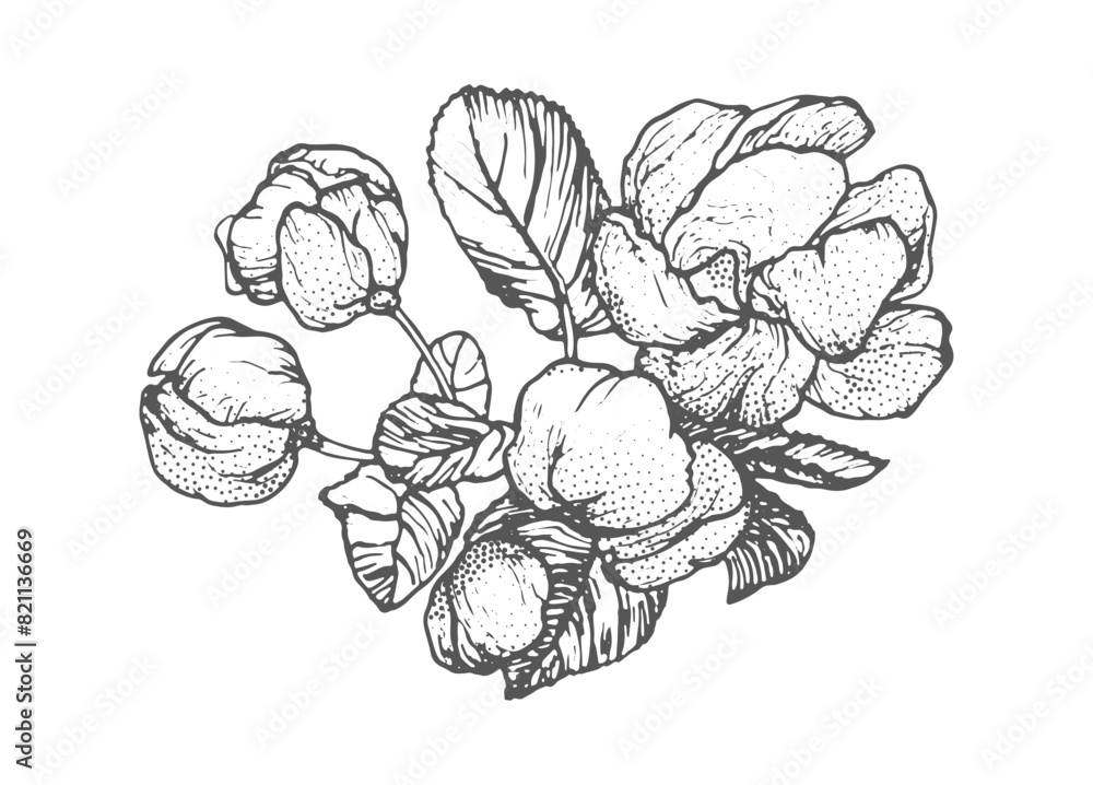 Spring flowers drawing with line-art on white background Stock Vector ...