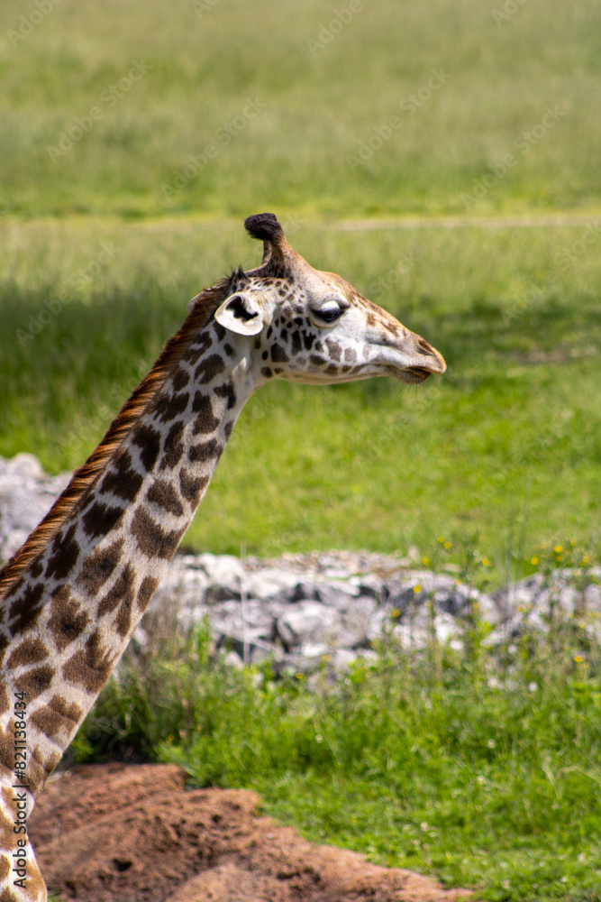 Masai Giraffe Masai Giraffe