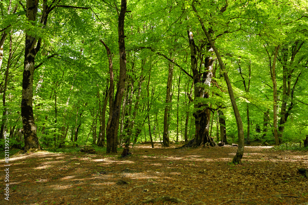 A serene forest during spring afternoon with sunlight filtering through lush, green leaves, casting dappled shadows on the ground. A serene forest during spring afternoon with sunlight filtering through lush, green leaves, casting dappled shadows on the ground.