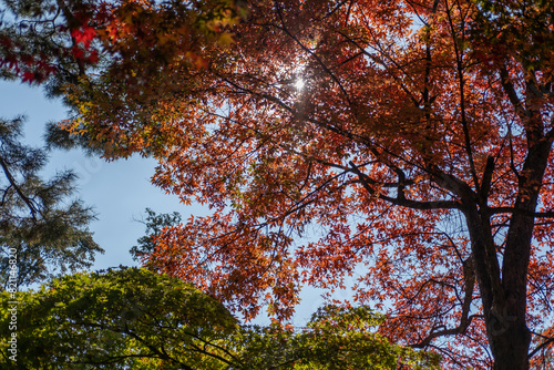 Colorful leaves, autumn season with beautiful bokeh and sky in the background