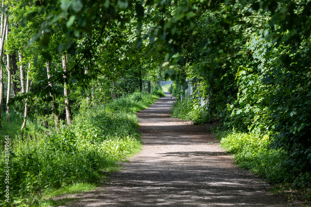 A path through a forest with trees on either side