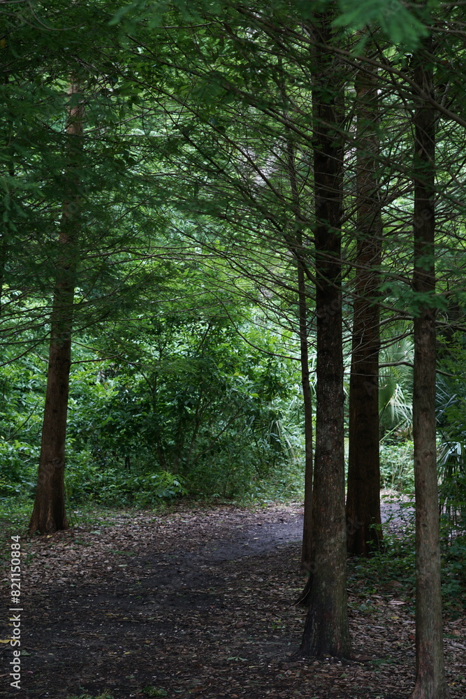 Fototapeta premium Trees in City Park in New Orleans