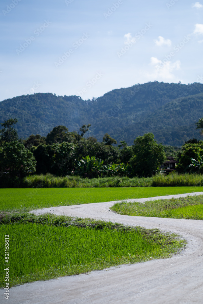 Curvy tar road on country side with paddy field and mountain background