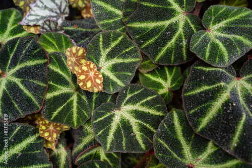 Begonia Soli-Mutata foliage close up. Begonia foliage background.
