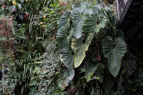 Anthurium Giganteum growing bushy in the rain forest. Anthurium plant foliage background. Anthurium growing vertical