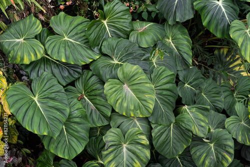 Philodendron McDowell growing wild in rain forest. Philodendron foliage background. Green heart shape leaf with white vein.