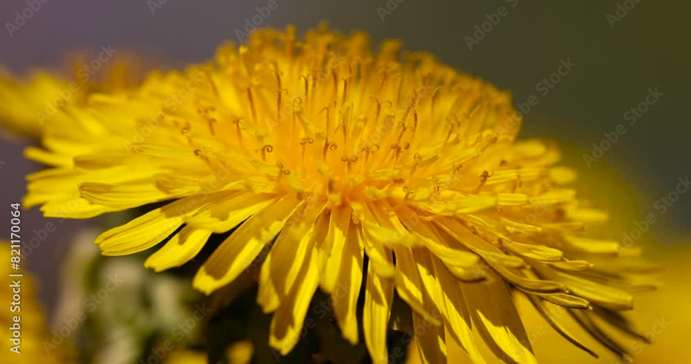 blooming yellow dandelions in spring, a field with yellow dandelions in the spring season blooming yellow dandelions in spring, a field with yellow dandelions in the spring season