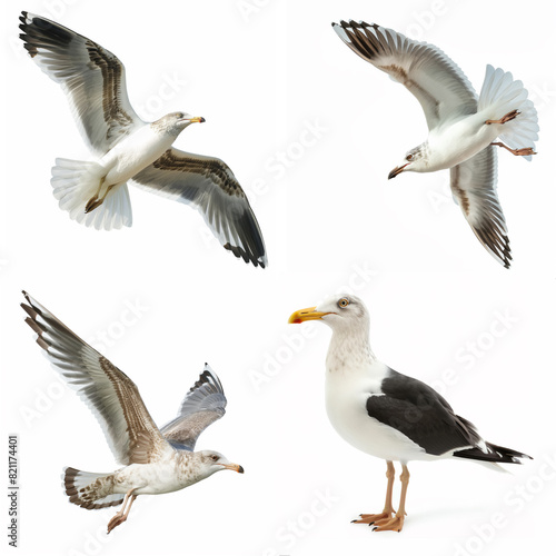 Various seagulls showing detailed poses and movements in high resolution, isolated on white background