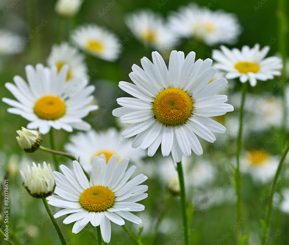 Beautiful close-up of leucanthemum vulgare Beautiful close-up of leucanthemum vulgare