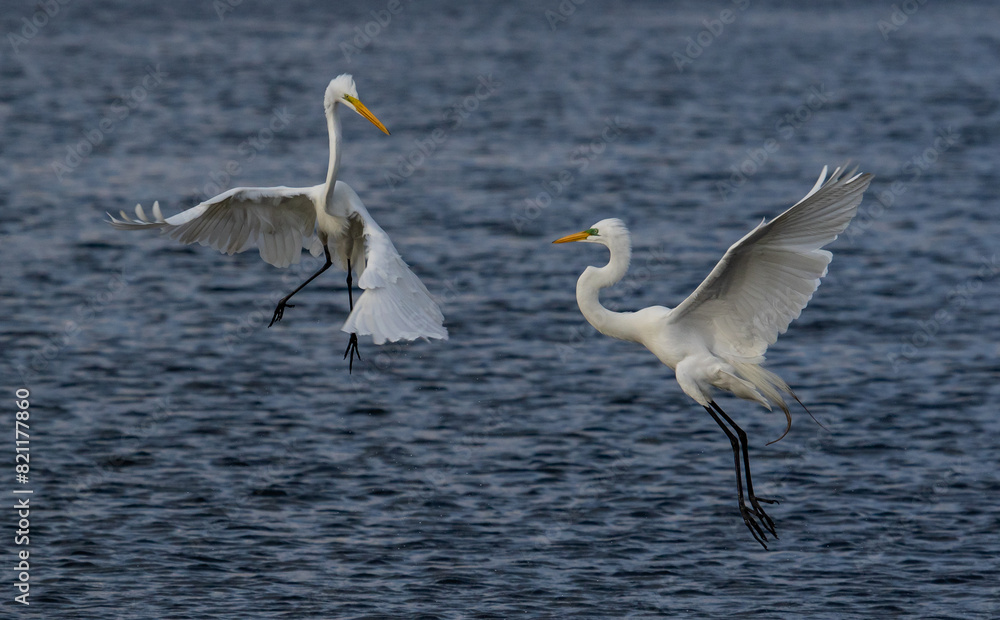 Obraz premium herons in mating dance