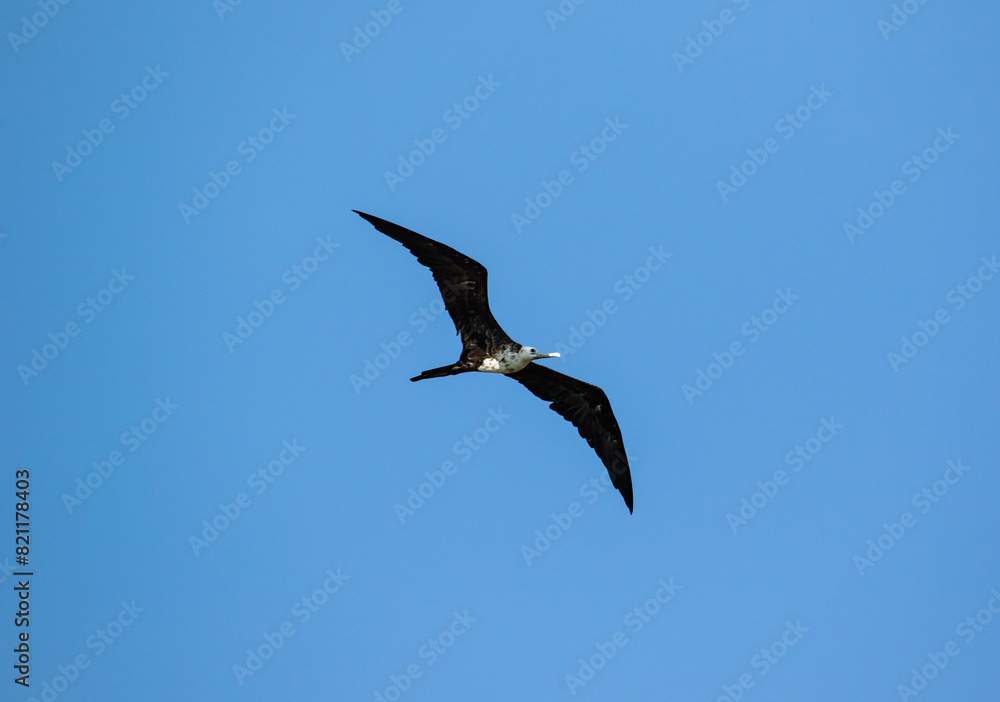 frigatebird in flight frigatebird in flight