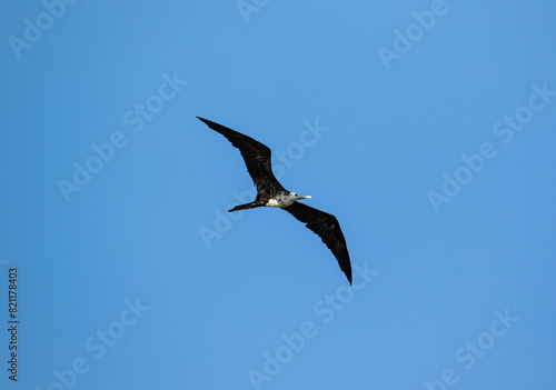 frigatebird in flight
