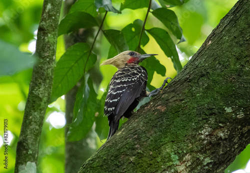 woodpecker in tree © Leonardo Araújo