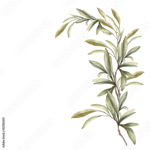 Olive tree branch. Watercolor twig with long  pointed  thin  green leaves. Botanical hand drawn illustration. Nature mediterranean clipart for label  cards  package paper. Isolated white background.