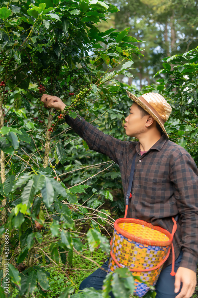 Fototapeta premium Organic Arabica coffee with farmer's harvest Hand harvesting arabica coffee berries by farmer Workers harvest Arabica coffee berries in northern Thailand. Harvest concept.