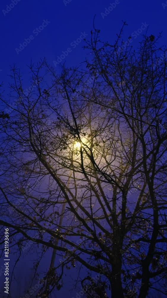 Tree branches silhouetted against a deep blue night sky Tree branches silhouetted against a deep blue night sky