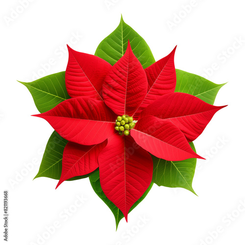Poinsettia Isolated on Transparent Background 