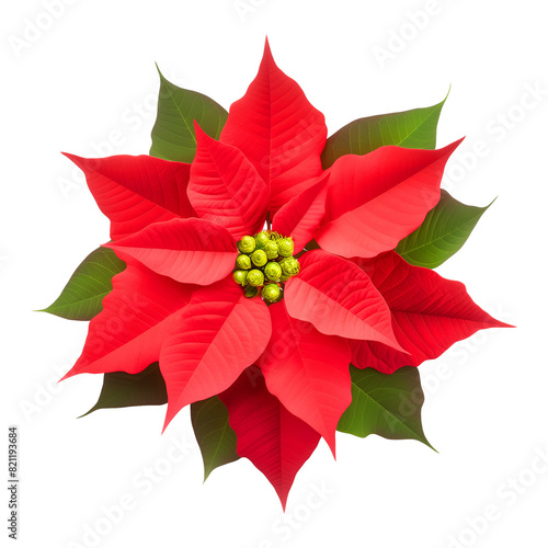 Poinsettia Isolated on Transparent Background 