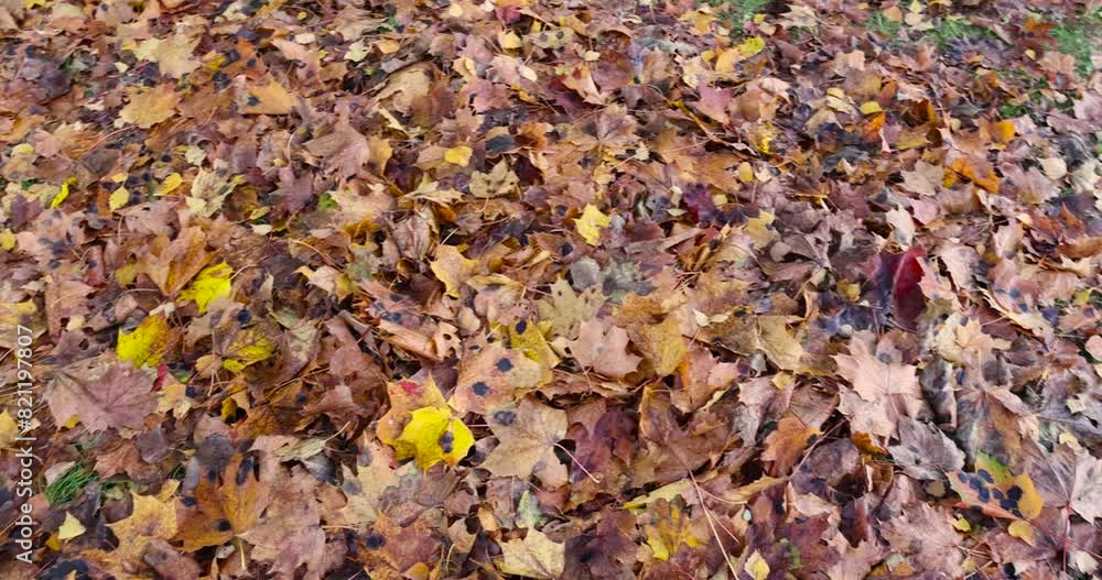 yellow foliage maple trees in autumn, maple in autumn in cloudy weather yellow foliage maple trees in autumn, maple in autumn in cloudy weather