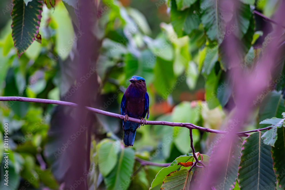 Obraz premium Purple winged Roller (Coracias temminckii) bird on tree animal wildlife in forest