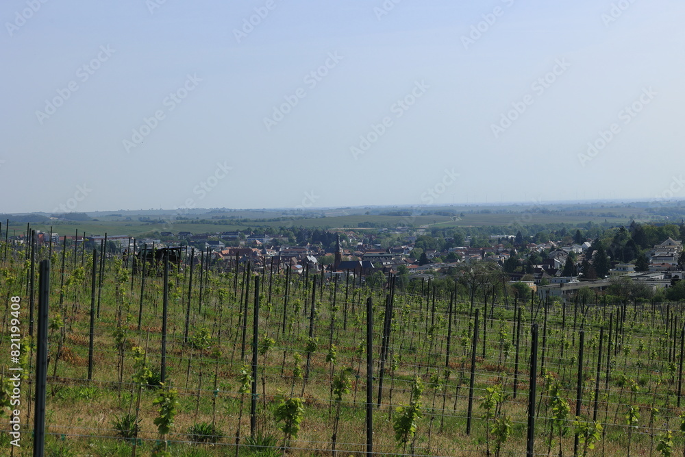 Blick über Weinberge auf den Ort Bad Bergzabern Blick über Weinberge auf den Ort Bad Bergzabern