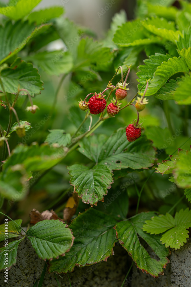 Red wild strawberries grown in the garden. Red wild strawberries grown in the garden.