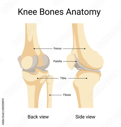 anatomy of human knee bone side and back views