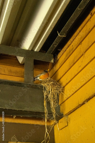 American robin nest in the garage. A bird is protectively sitting guarding her kids.