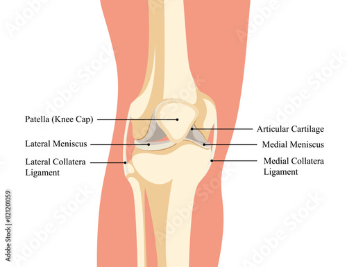 Human knee diagram design for medical