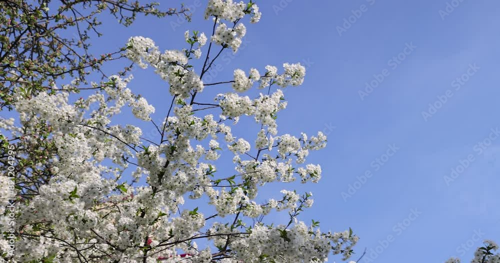cherry in the orchard blooms with white flowers , beautiful white flowers on a fruit cherry during pollination cherry in the orchard blooms with white flowers , beautiful white flowers on a fruit cherry during pollination