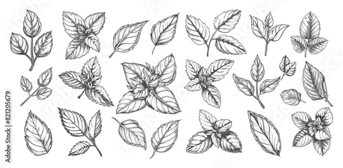 Doodle Style Mint Leaves and Branches Icons Set. Low-Detailed Line Sketch with Crisp Contours on a White Background. Herbal Illustrations, Fresh Greenery, Botanical Drawings, Mint Herb Collection