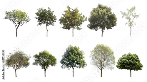 A collection of nine different tree types isolated on a white background, showcasing diversity in foliage and tree shapes © Sattawat
