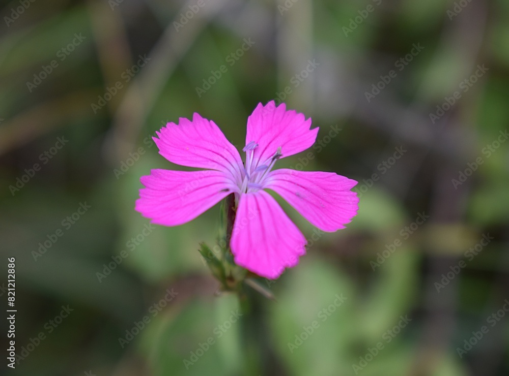 Floraison rose d'Oeillet des Chartreux, Carthusian pink (Dianthus carthusianorum) Floraison rose d'Oeillet des Chartreux, Carthusian pink (Dianthus carthusianorum)