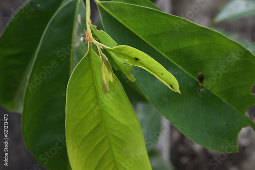 A tiny tailed jay caterpillar sits on top of a fresh leaf at the tip of a Soursop tree branch