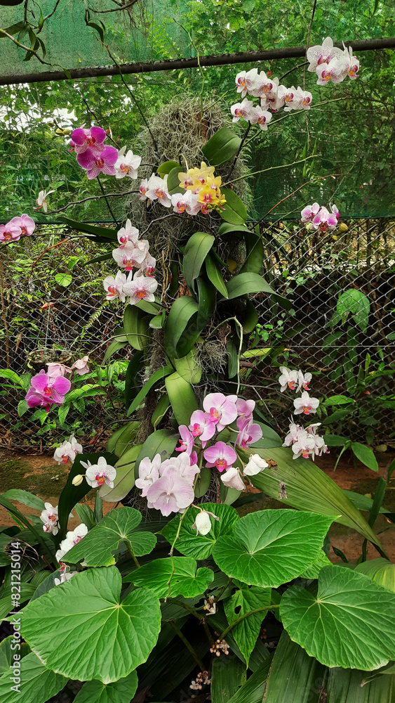 Naklejka premium Bunch of different colored beautiful Phalaenopsis Orchids Blooming together