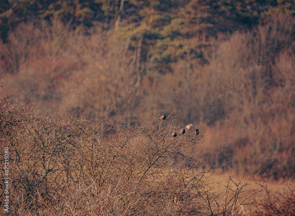 birds sit on branches near the edge of an area with brown grass birds sit on branches near the edge of an area with brown grass