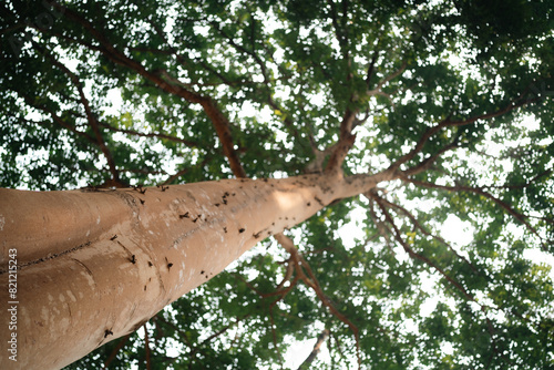 Green Leaves and Trees Flou...