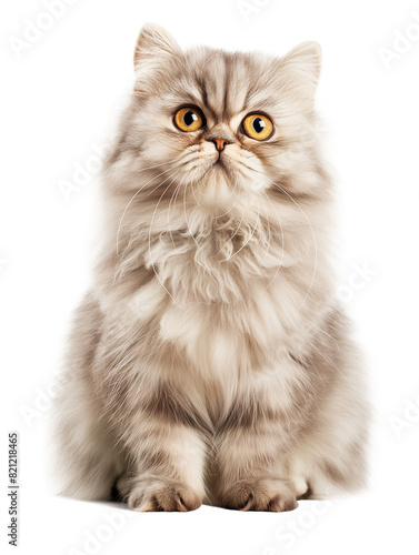 Persian cat yellow eyes sitting transparent background © OHishi_Foto