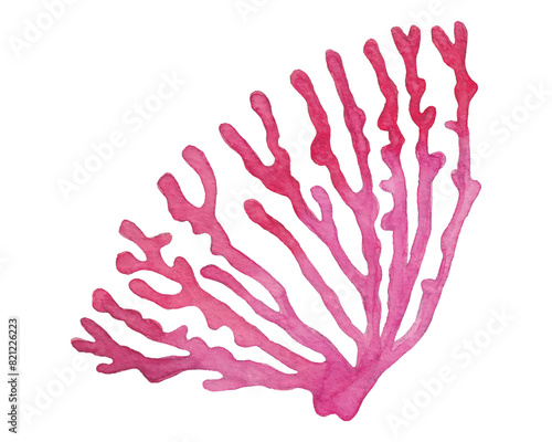 Watercolor Fuchsia Corals, vector illustration of underwater plant isolated on white background