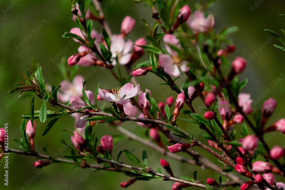 Sakura flowers with flower buds close-up Sakura flowers with flower buds close-up
