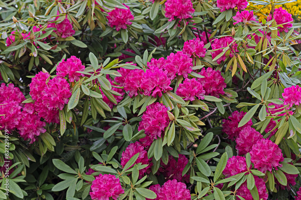 Rhododendron or azalea, shrub with fuchsia pink flowers Rhododendron or azalea, shrub with fuchsia pink flowers