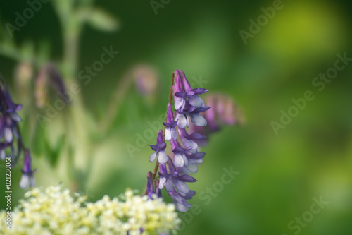 Purple flowers close-up. Purple bells © mikus