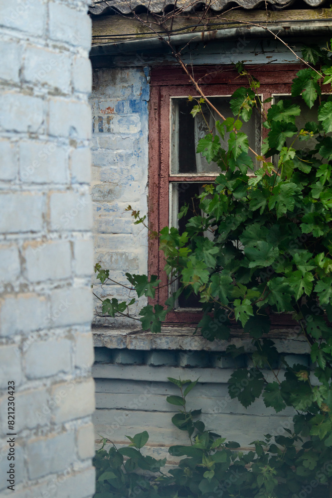 Grapes grow near an old wooden window. Grapes grow near the house Grapes grow near an old wooden window. Grapes grow near the house