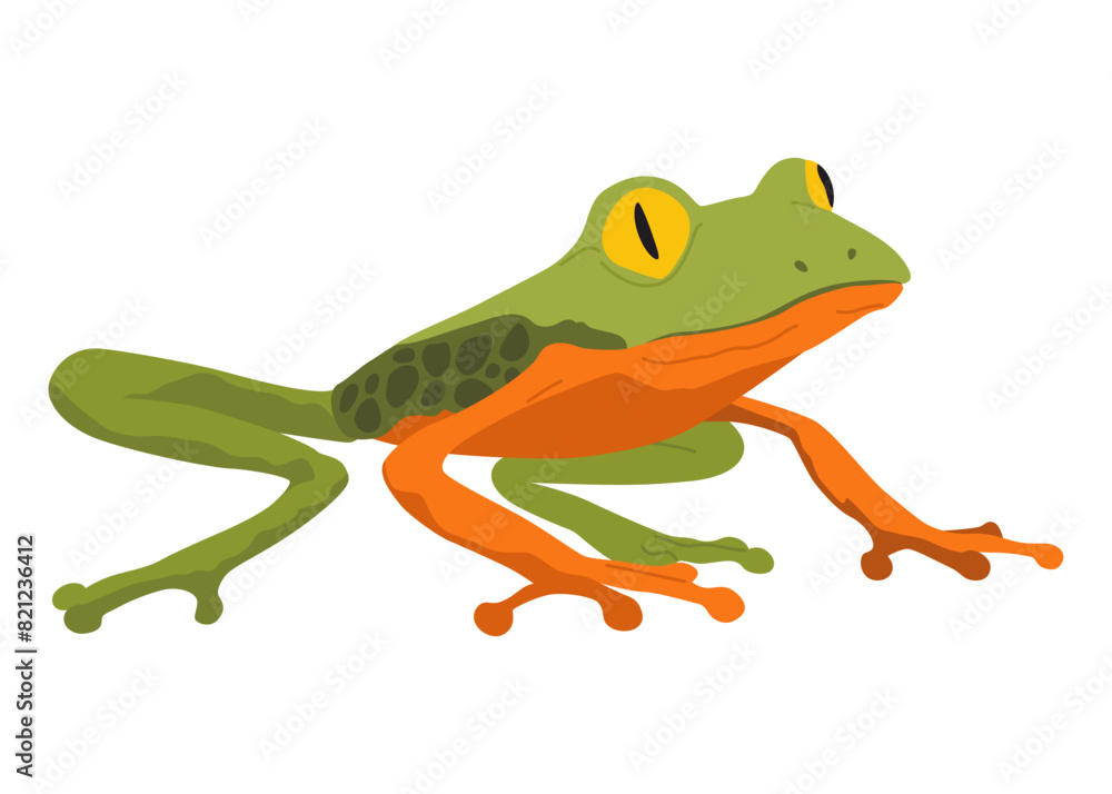 Fototapeta premium Frog or toad, amphibian animal. Type of froggy. Exotic tropical reptile. Flat vector illustration on white background