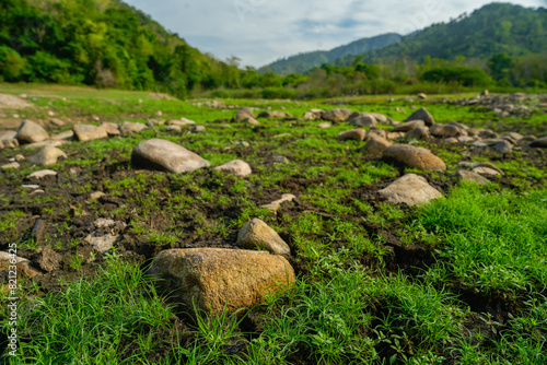 Fresh Green Grass and Lush ...