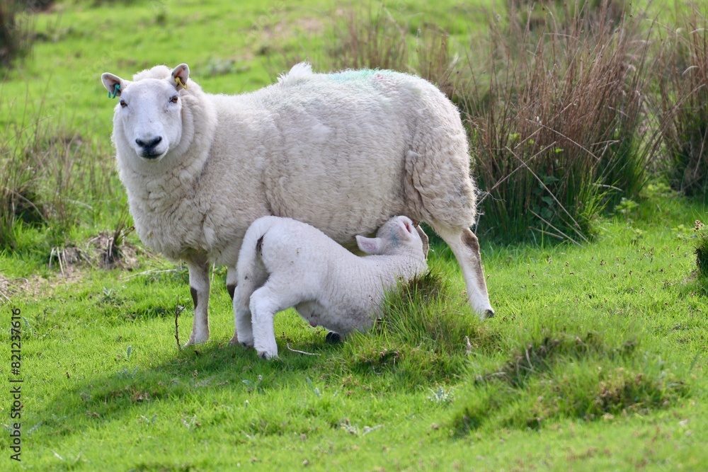 sheep and lamb sheep and lamb