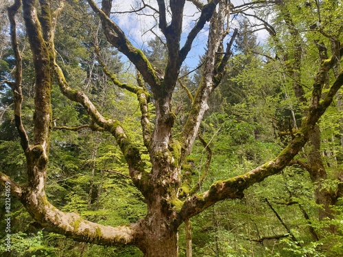 Magischer Baum in den Alpen 