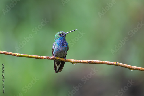 Perched hummingbird © Ludovic