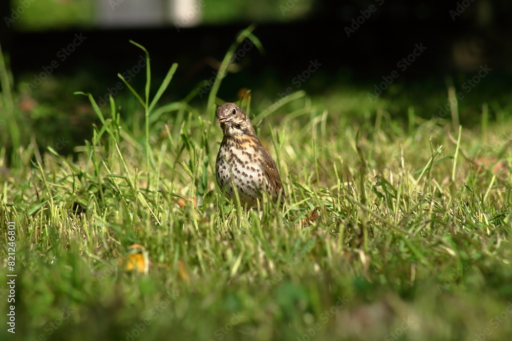 Singing thrush. Singing thrush.
