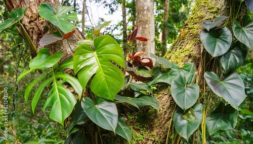 climbing philodendron philodendron billietiae tropical foliage plant growing on rainforest tree trunk with bromeliads anthurium ferns and various tropic plants leaves photo
